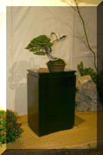 Noelanders 2005 et la splendeur des bonsa� 5  24 