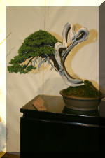 Noelanders 2005 et la splendeur des bonsa� 5  22 