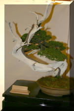 Noelanders 2005 et la splendeur des bonsa� 5  20 