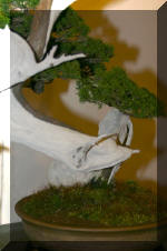 Noelanders 2005 et la splendeur des bonsa� 5  17 