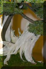 Noelanders 2005 et la splendeur des bonsa� 5  15 