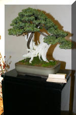 Noelanders 2005 et la splendeur des bonsa� 5  12 