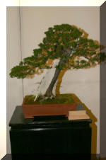 Noelanders 2005 et la splendeur des bonsa� 5  11 