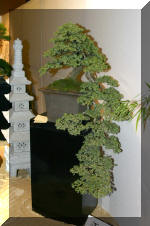 Noelanders 2005 et la splendeur des bonsa� 5  10 