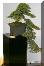 Noelanders 2005 et la splendeur des bonsa� 5  9 