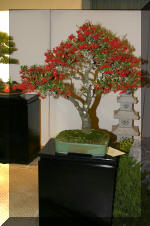 Noelanders 2005 et la splendeur des bonsa� 5  5 