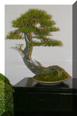 Noelanders 2005 et la splendeur des bonsa� 5  7 