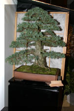 Noelanders 2005 et la splendeur des bonsa� 6  18 