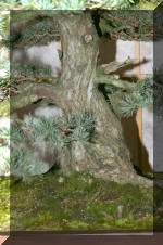 Noelanders 2005 et la splendeur des bonsa� 6  19 