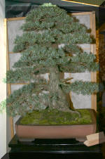 Noelanders 2005 et la splendeur des bonsa� 6  17 