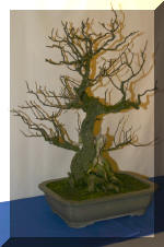 Noelanders 2005 et la splendeur des bonsa� 6  11 