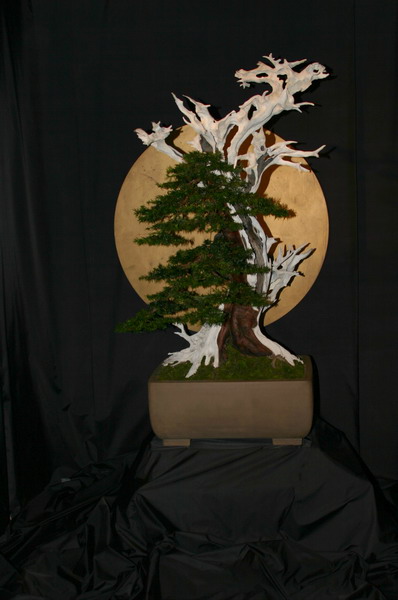 Noelanders 2005 et la splendeur des bonsa� 8  1 