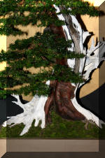 Noelanders 2005 et la splendeur des bonsa� 8  3 