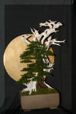 Noelanders 2005 et la splendeur des bonsa� 8  5 