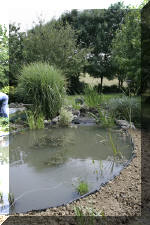 R�habiltation d'un bassin du Branois - plantation des plantes aquatiques   9 