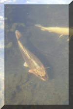 R�habiltation d'un bassin du Branois - le r�sultat final   9 