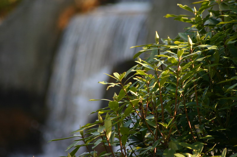 Le jardin Japonais de Hasselt - le printemps 3  2 