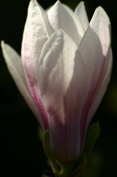 Le jardin Japonais de Hasselt - le printemps 2  2 