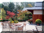 Le jardin Japonais de Hasselt - Chrysanth�mes 2  11 