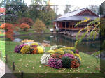 Le jardin Japonais de Hasselt - Chrysanth�mes 3  7 
