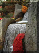 Le jardin Japonais de Hasselt - Chrysanth�mes 3  20 