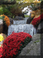 Le jardin Japonais de Hasselt - Chrysanth�mes 4  12 