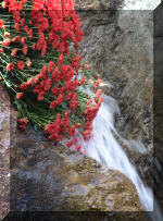 Le jardin Japonais de Hasselt - Chrysanth�mes 4  9 