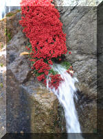 Le jardin Japonais de Hasselt - Chrysanth�mes 4  7 