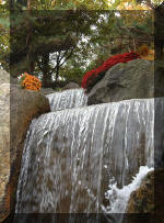 Le jardin Japonais de Hasselt - Chrysanth�mes 4  5 