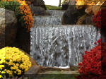 Le jardin Japonais de Hasselt - Chrysanth�mes 4  2 