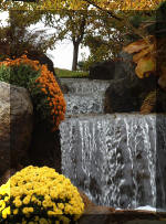 Le jardin Japonais de Hasselt - Chrysanth�mes 4  1 