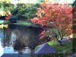 Le jardin Japonais de Hasselt - automne 1  17 