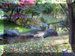 Le jardin Japonais de Hasselt - automne 3  4 