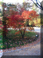 Le jardin Japonais de Hasselt - automne 4  21 