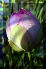 JARDIN AQUATIQUE 10  7 