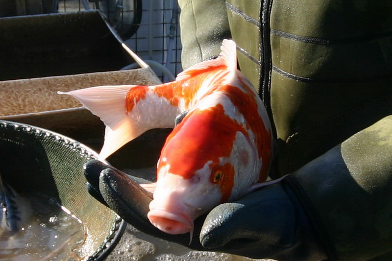 Les �tangs d'occitanie 12  1 