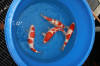 Koi Hunting of Danny's koi caf� november 2008 - Hoshikin  9 