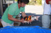 Koi Hunting of Danny's koi caf� november 2008 - Danishi  75 