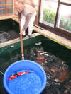 Kim's koi hunting 2008, la chasse au tr�sor de kim � Niigata le mardi  3 