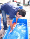 Kim's koi hunting 2008, la chasse au tr�sor de kim � Niigata le MERCREDI  4 
