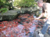 Kim's koi hunting 2008, la chasse au tr�sor de kim �   26 