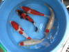 Kim's koi hunting 2008, la chasse au tr�sor de kim �   25 