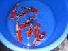 Kim's koi hunting 2008, la chasse au tr�sor de kim �   23 