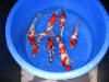Kim's koi hunting 2008, la chasse au tr�sor de kim �   21 