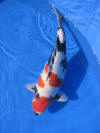 Kim's koi hunting 2008, la chasse au tr�sor de kim �   13 