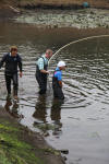 Koi Hunting of Danny's koi caf� november 2008 - Sakai fish farm harvest in mud pond 1  6 