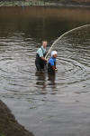 Koi Hunting of Danny's koi caf� november 2008 - Sakai fish farm harvest in mud pond 1  12 