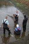 Koi Hunting of Danny's koi caf� november 2008 - Sakai fish farm harvest in mud pond 1  13 