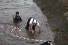 Koi Hunting of Danny's koi caf� november 2008 - Sakai fish farm harvest in mud pond 1  15 