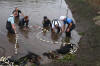 Koi Hunting of Danny's koi caf� november 2008 - Sakai fish farm harvest in mud pond 1  17 